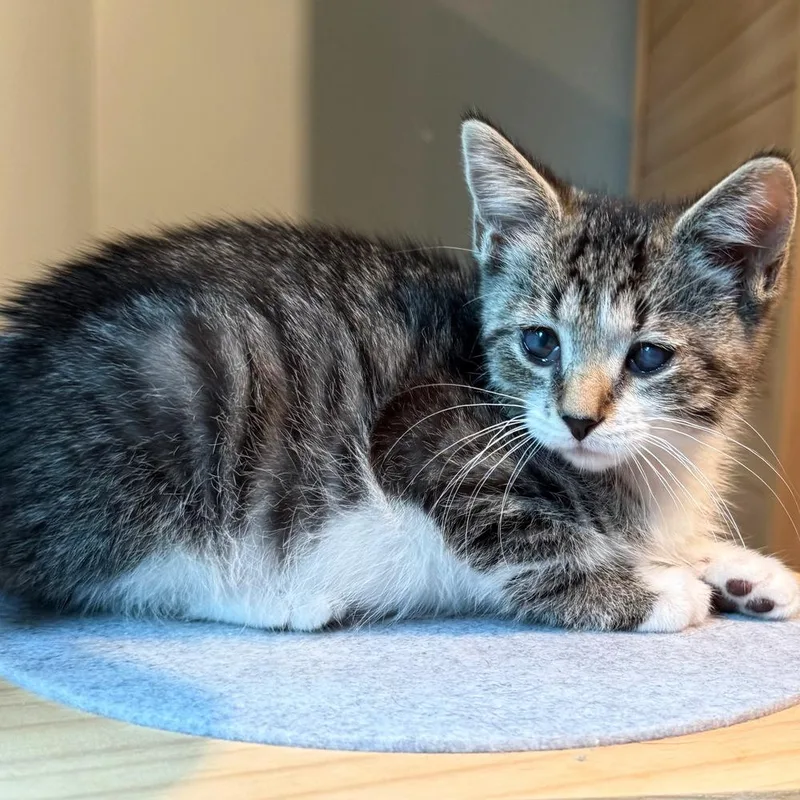 A baby small-sized male Domestic Short Hair cat named Tippy for adoption in Silver Spring, MD