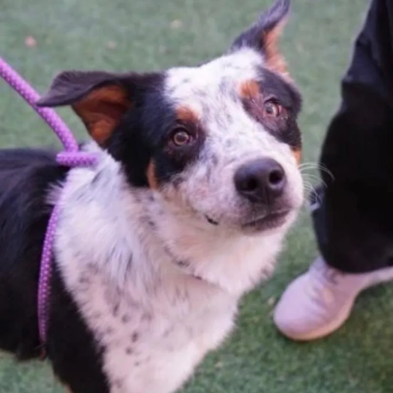 A young medium-sized male White / Cream Cattle Dog dog named Gambit for adoption in Tacoma, WA