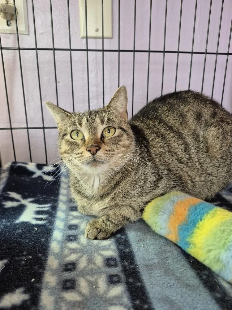 An adult medium-sized female Domestic Short Hair cat named Mari for adoption in Wild Rose, WI
