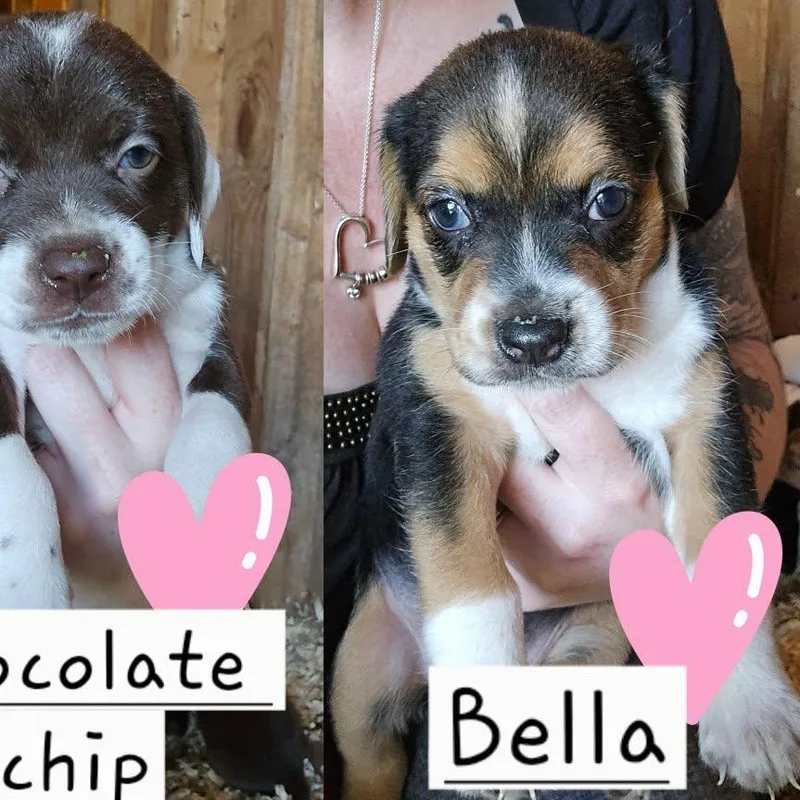 A baby medium-sized female Hound dog named Bella for adoption in Newark valley, NY