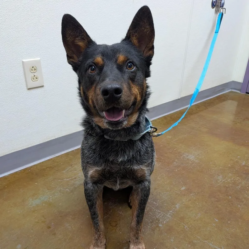 An adult medium-sized male Black Australian Cattle Dog / Blue Heeler named Geralt for adoption in Albuquerque, NM