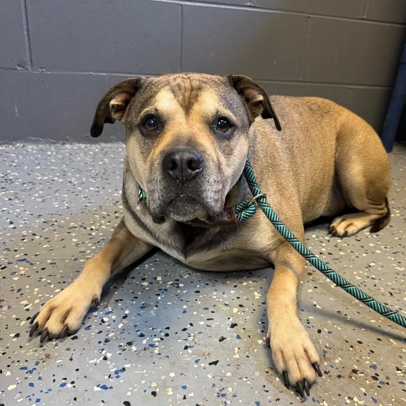 An adult large-sized male Brown / Chocolate Pit Bull Terrier dog named Rio for adoption in Tuscaloosa, AL
