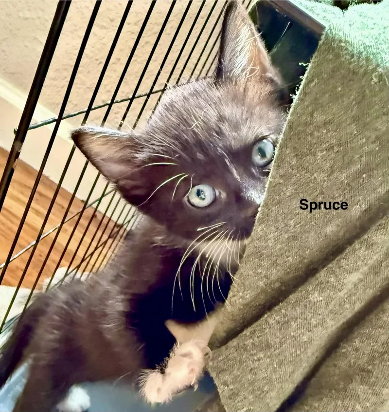 Spruce