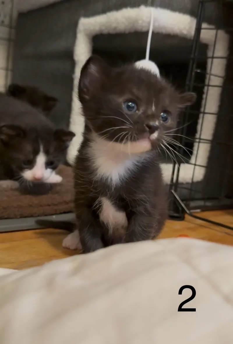 Spruce thumbnail 2