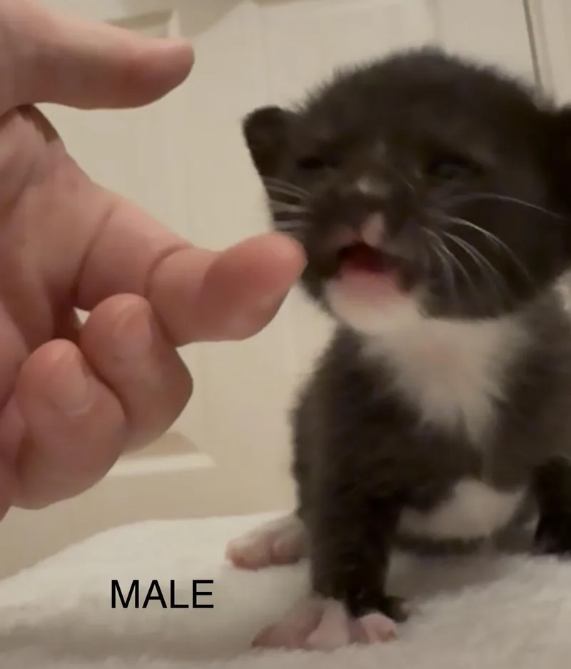 Spruce thumbnail 3