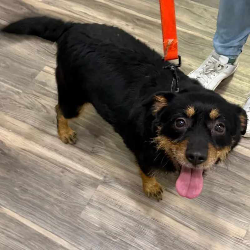 An adult medium-sized female Black Mixed Breed dog named Frida Previously Known As for adoption in Muncie, IN