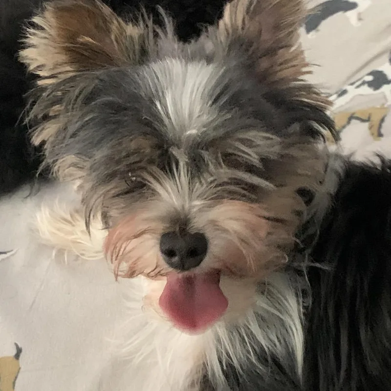 Charli Lou thumbnail 2