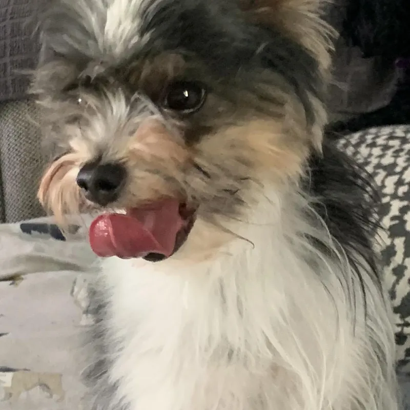Charli Lou thumbnail 3
