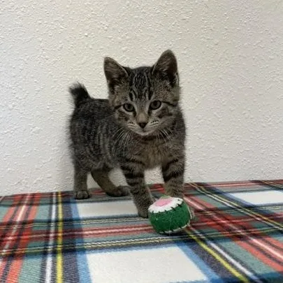 A baby medium-sized male Tabby (Brown / Chocolate) Domestic Short Hair cat named Corky for adoption in Red Wing, MN