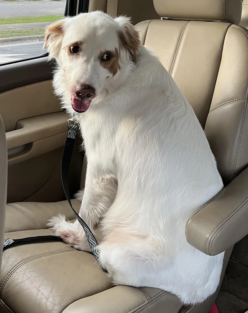 An adult large-sized male Border Collie dog named Bentley for adoption in Navarre, FL