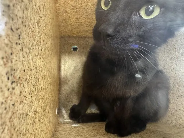 An adult large-sized male Domestic Short Hair cat named Onyx for adoption in Grand Prairie, TX