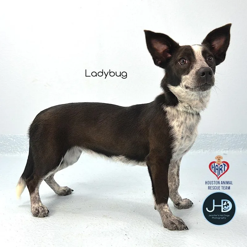A baby small-sized female Affenpinscher dog named Ladybug for adoption in Hockley, TX
