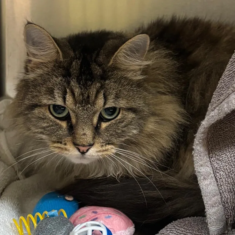 An adult small-sized female Brown / Chocolate Domestic Long Hair cat named Sweeney for adoption in Springfield, MA
