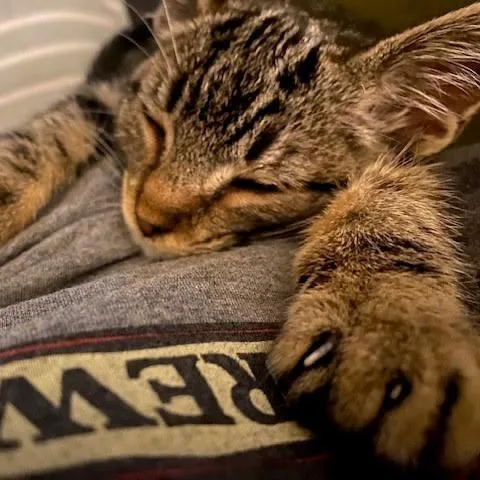 Simba C thumbnail 2
