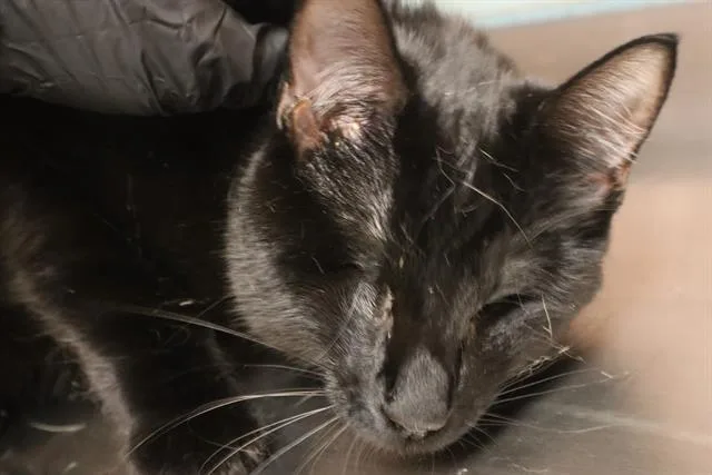 Keisha