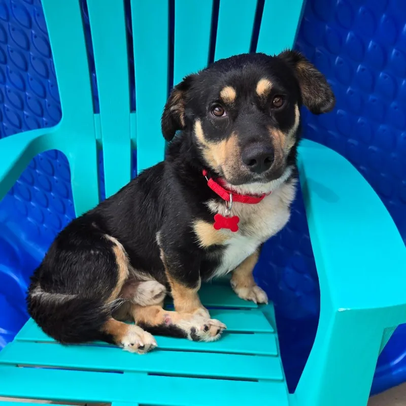 An adult medium-sized male Basset Hound dog named Trike for adoption in Freeport, FL