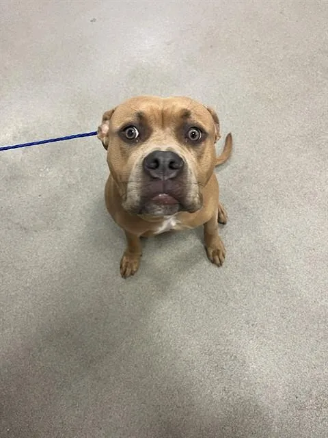 A young medium-sized female Pit Bull Terrier dog named Daisy for adoption in Miami, FL