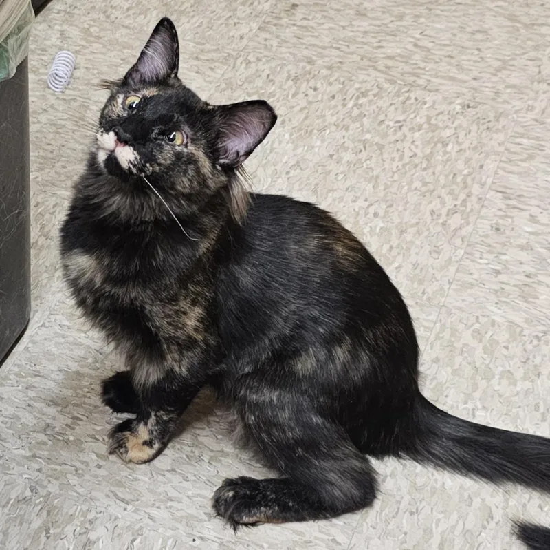 Sassy Sue thumbnail 2