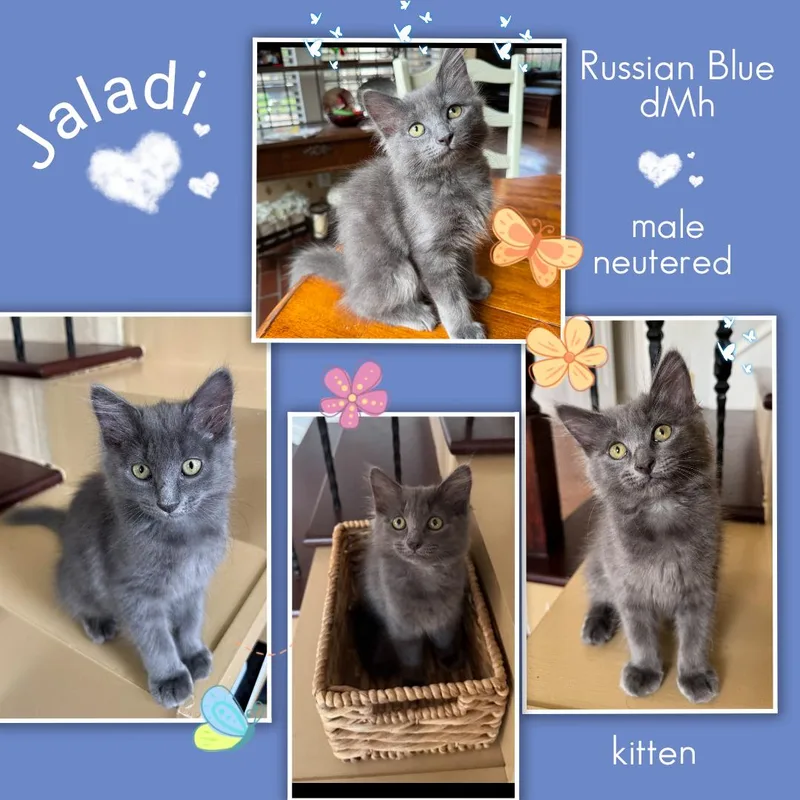 A baby medium-sized male Gray / Blue / Silver Russian Blue cat named Jaladi ORT for adoption in Missouri City, TX