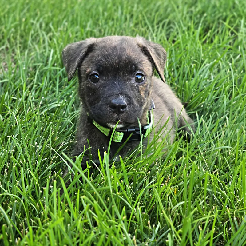 A baby medium-sized male Brindle Mixed Breed dog named Macaw for adoption in Itasca, IL