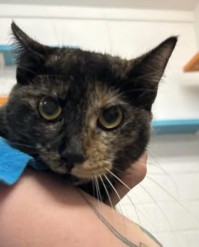 A young large-sized female Domestic Short Hair cat named Multi for adoption in Pensacola, FL