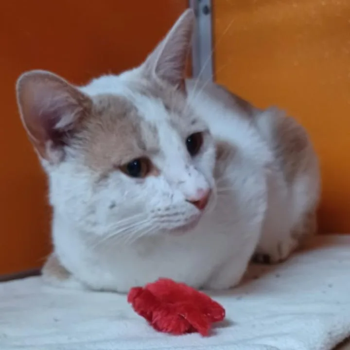 An adult medium-sized male White Domestic Short Hair cat named Professor Plum for adoption in Elyria, OH