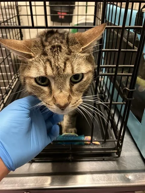 A senior medium-sized male Domestic Short Hair cat named Tiger Iii for adoption in Long Beach, CA