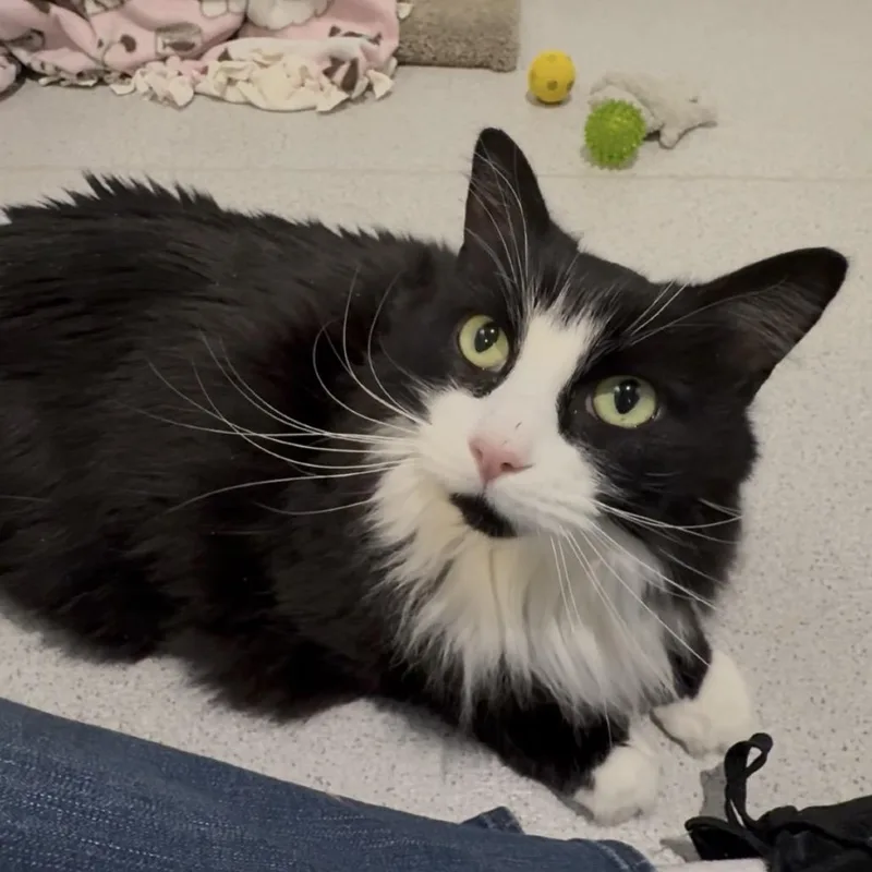 A senior large-sized female Black Domestic Long Hair cat named Nala for adoption in Murray, UT
