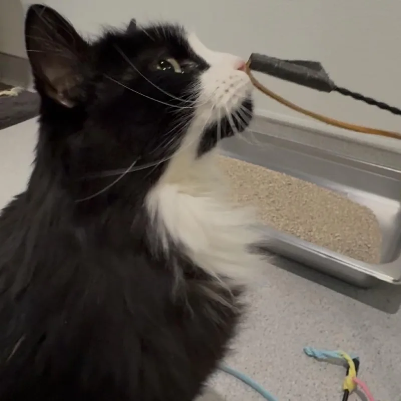 Nala thumbnail 4