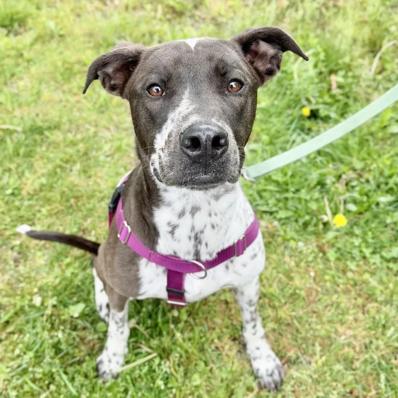 A young small-sized male Gray / Blue / Silver Labrador Retriever dog named Gumbo for adoption in East Hampton, NY