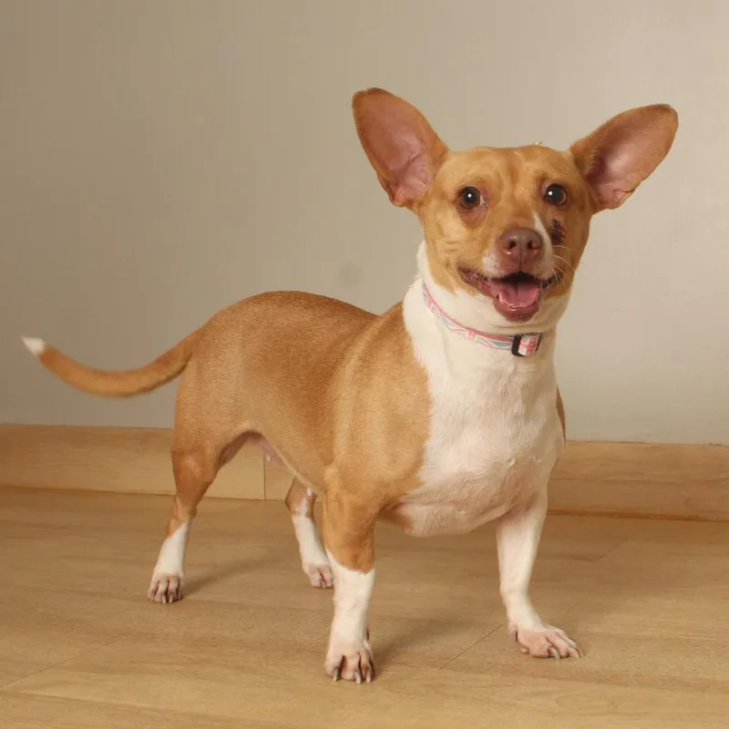 An adult small-sized female Chihuahua dog named Pippa D for adoption in Minnetonka, MN