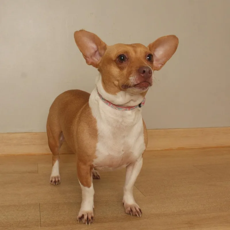 Pippa D thumbnail 2
