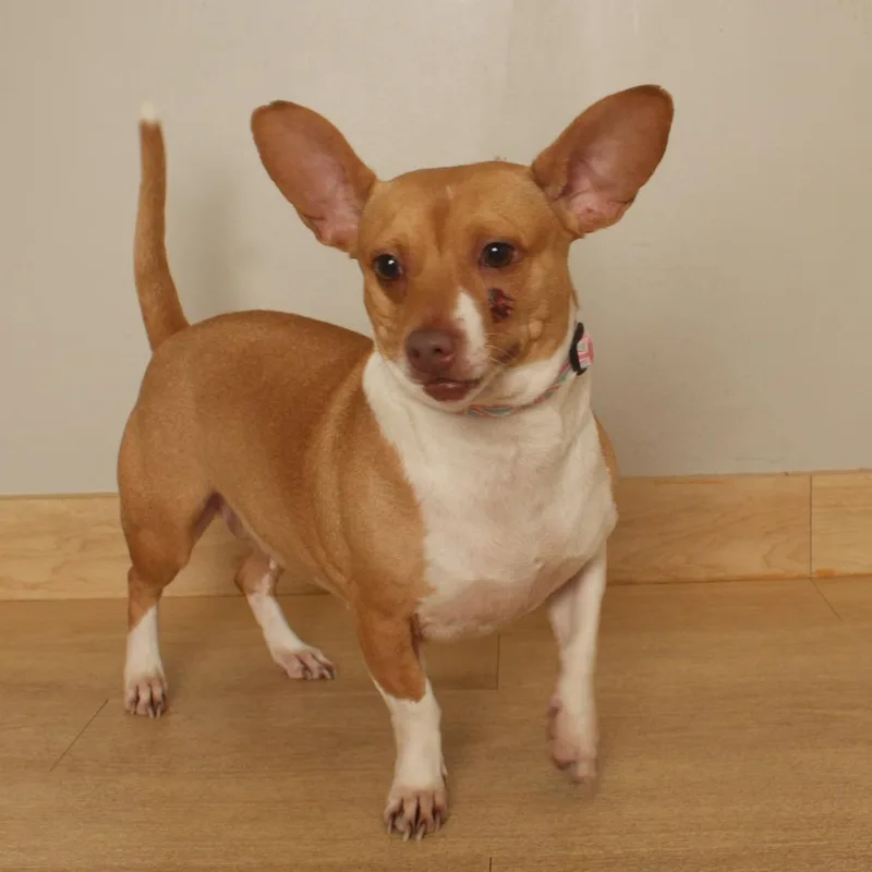 Pippa D thumbnail 3