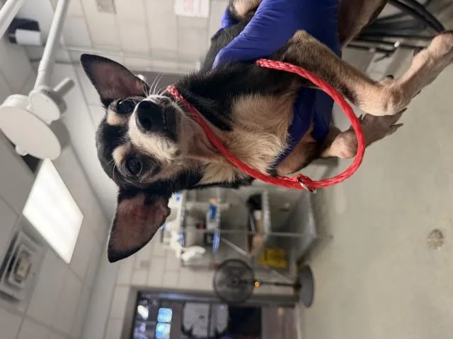 An adult small-sized female Mixed Breed dog named Sarita for adoption in Dallas, TX