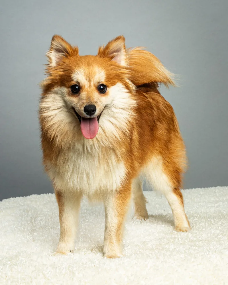 Trudy  Long Coat thumbnail 2