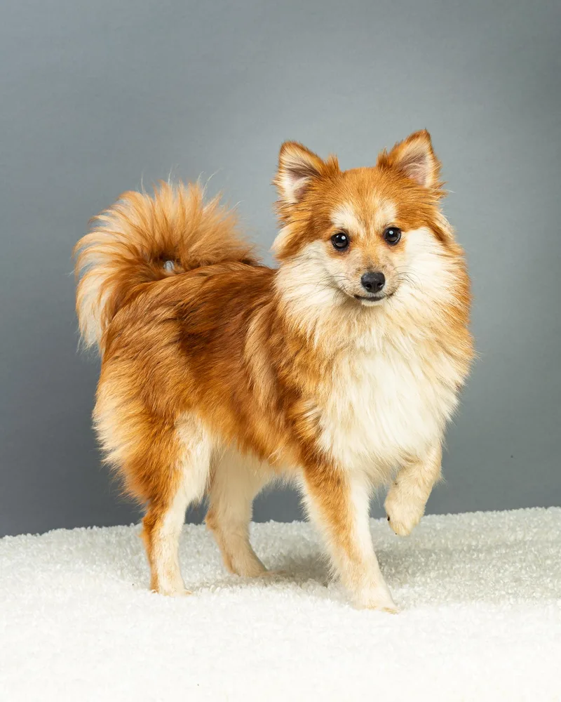 Trudy  Long Coat thumbnail 5