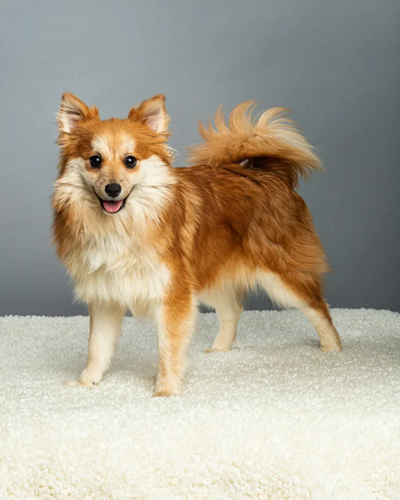 Trudy  Long Coat thumbnail 6