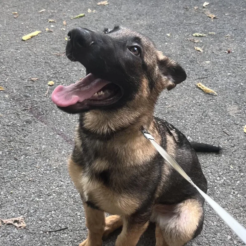 A baby medium-sized male German Shepherd Dog dog named Indiana for adoption in New Ringgold, PA