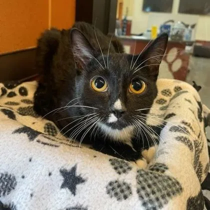 Polka Dot thumbnail 2