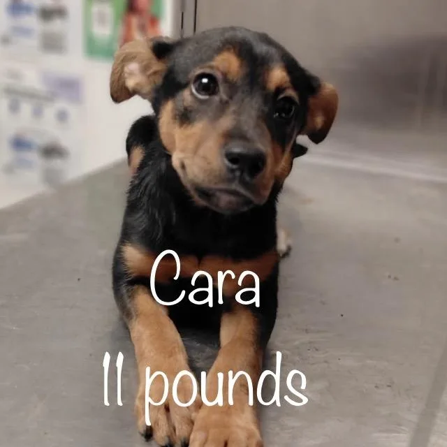 A baby medium-sized female Mixed Breed dog named Cara for adoption in Hillsborough, NJ