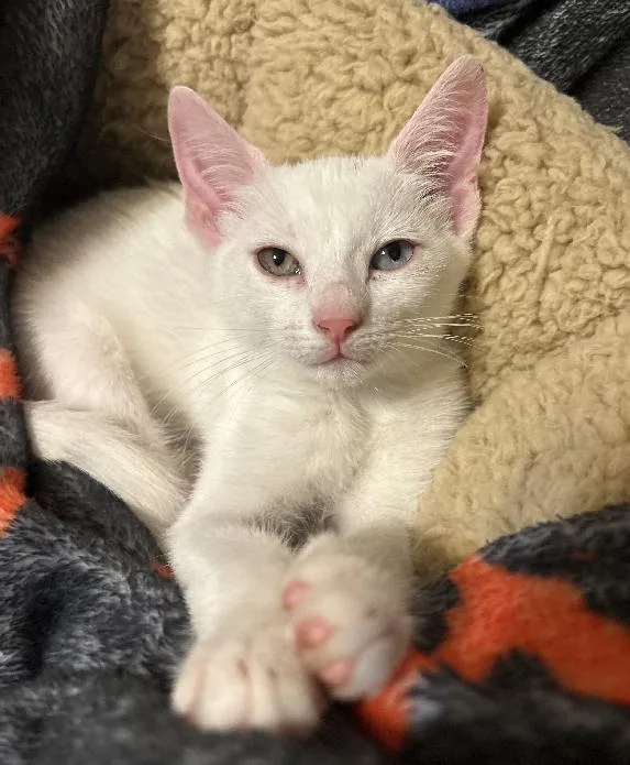 A baby small-sized female White Domestic Short Hair cat named Snow for adoption in Lafayette, LA