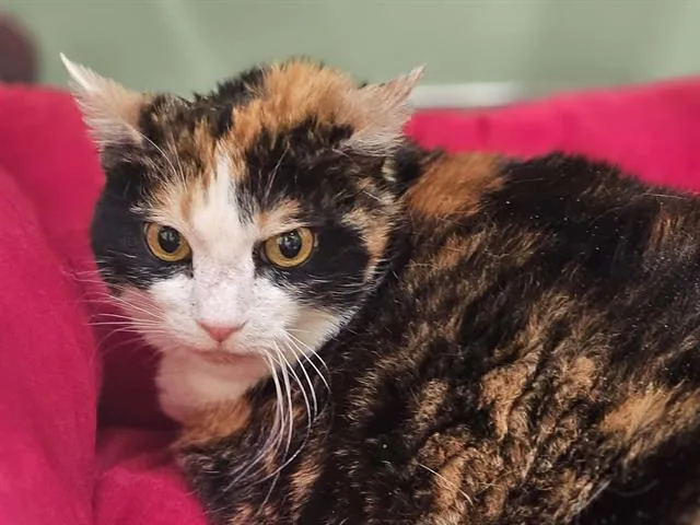 A senior large-sized female Domestic Short Hair cat named Sadie for adoption in Tustin, CA
