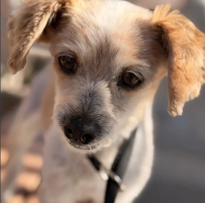 A senior small-sized female Spaniel dog named Linda for adoption in Thompson Falls, MT
