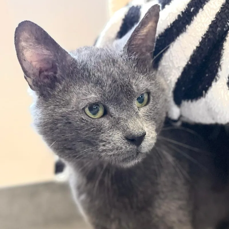 An adult small-sized male Domestic Short Hair cat named Baruch for adoption in Port Washington, NY