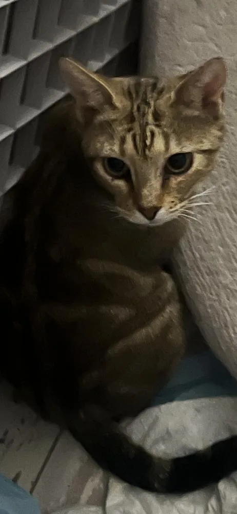 A young medium-sized female Brown / Chocolate Domestic Short Hair cat named Goldie for adoption in Hudson, NH