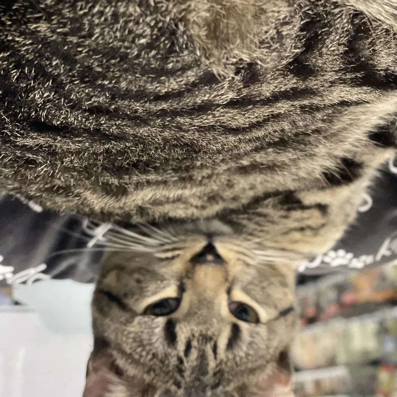 A baby medium-sized female American Shorthair cat named Lily Ann Professional for adoption in Pickerinton, OH