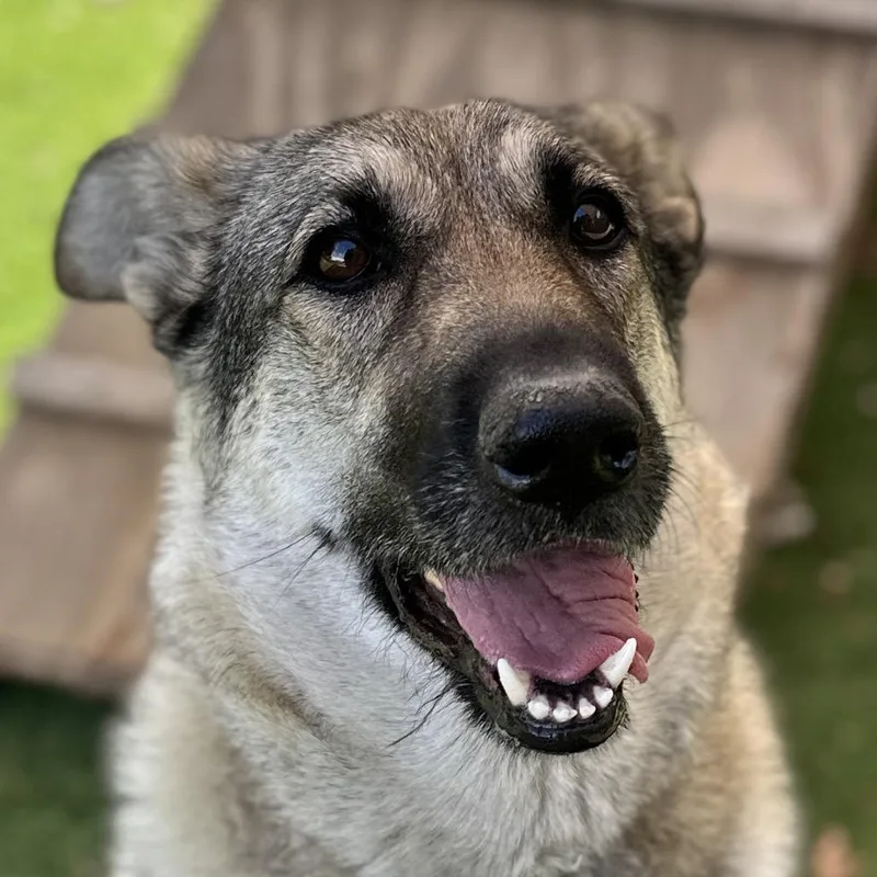 An adult large-sized female German Shepherd Dog dog named Rainy for adoption in Dublin, CA