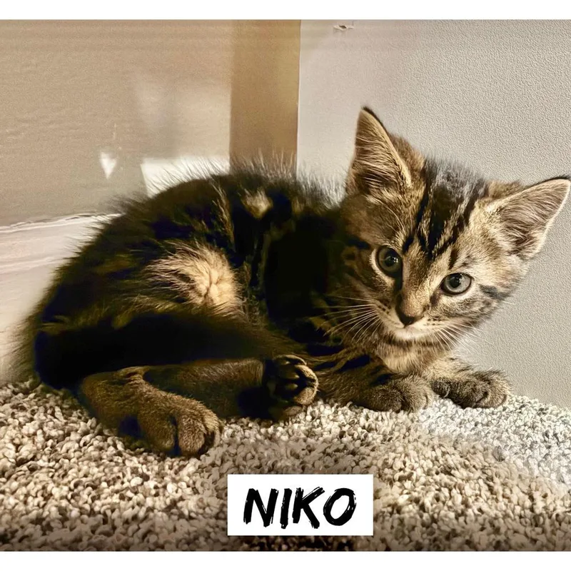 A baby small-sized male Domestic Short Hair cat named Greek boys : Niko for adoption in Aurora, IN