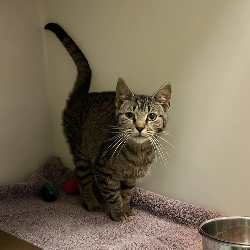 An adult medium-sized female Brown / Chocolate Domestic Short Hair cat named Claudette for adoption in Harrisonburg, VA