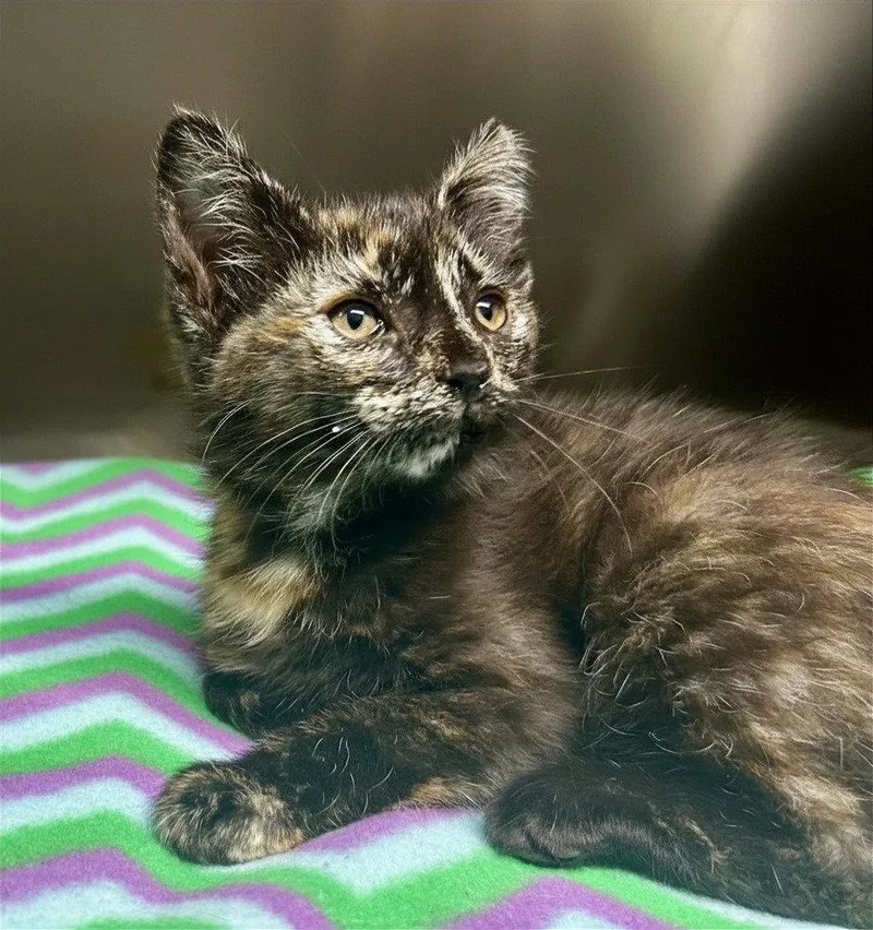 A young medium-sized female Domestic Short Hair cat named Zumba for adoption in Elkins, WV